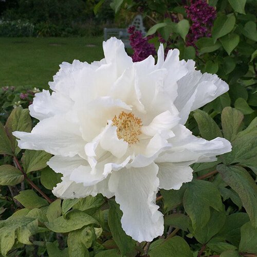 Peonia lactiflora bloom